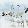 Siberian white cranes, Five Stars Sanctuary, Poyang Lake, China